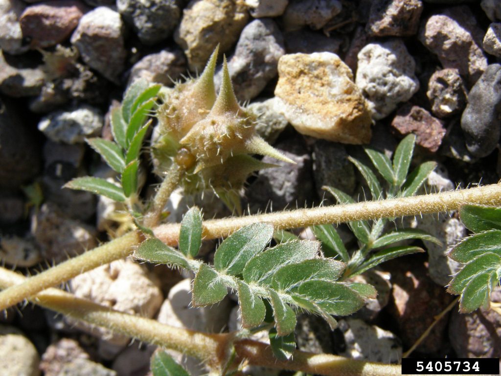 caltrop